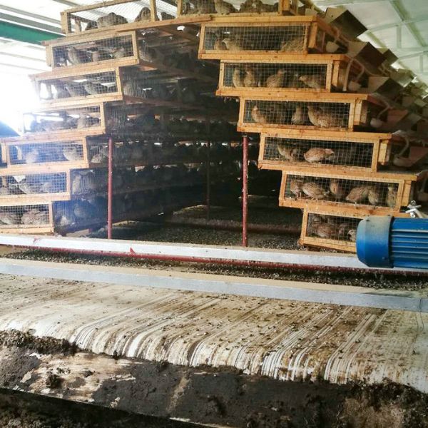 鵪鶉清糞機(jī)